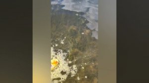 Бомбочки с утками