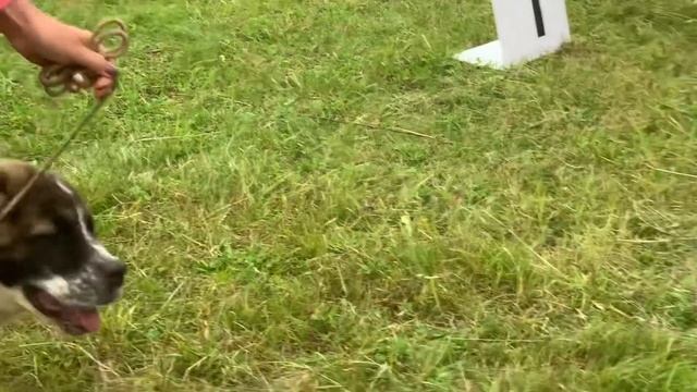 КОРВЕНТУС ЭЛЬ ТАН ЭСПЕРАДО ХОДЖО ТАРЗАН смотреть онлайн