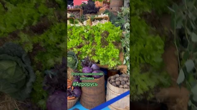 С выставки Агрорусь #выставка #ярмарка #агропром #хозяйство #видео #агрорусь #питер #санктпетербург смотреть онлайн