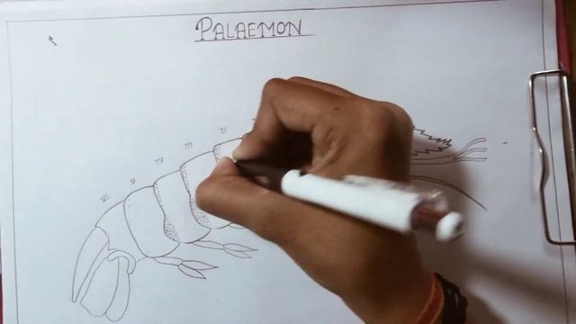 Palaemon | Zoology | Drawing смотреть онлайн