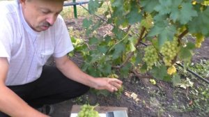 Виноград к-ш Тімсон.