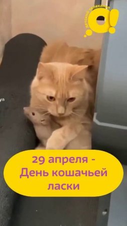 Сегодня день кошачьей нежности или ласки: есть повод обнять котика!