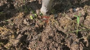 Красные шарики под яблоней