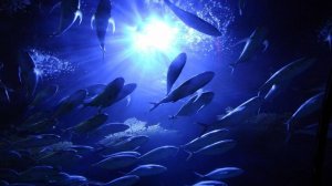 ТОП-10 самых необычных рыб Мирового океана