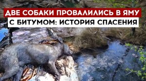 Две собаки провалились в яму с битумом: история спасения