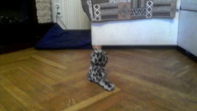 Живая собака смотреть онлайн