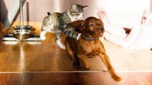 СМЕШНЫЕ КОШКИ И СОБАКИ 😹  СМЕШНЫЕ ЖИВОТНЫЕ 😹 ЛУЧШИЕ ПРИКОЛЫ С ЖИВОТНЫМИ 😹  😹