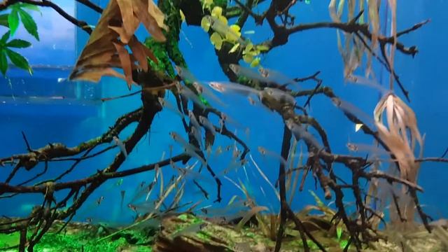 Москва ВДНХ -  МОСКВАРИУМ - 16.01.2019 - 8 ч.