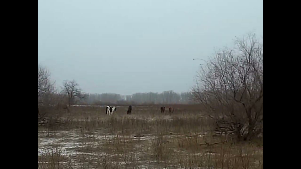 25.01.2025 ЧТО ДЕЛАТЬ? : ЛПХ В ОПАСНОСТИ смотреть онлайн