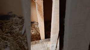 голуби свердловские ако