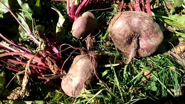 Лето в сентябре! Собираю урожай. смотреть онлайн