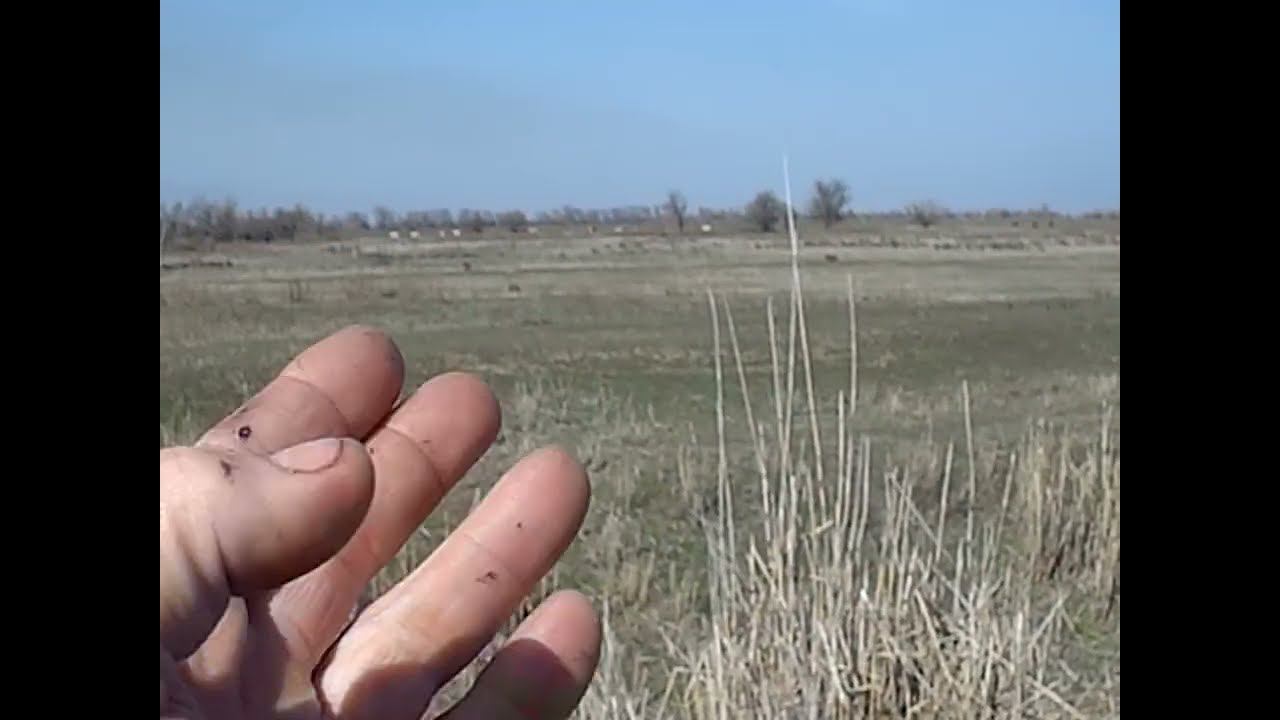 14.03.2025 ЧТО ДЕЛАТЬ? : ЛПХ В ОПАСНОСТИ смотреть онлайн