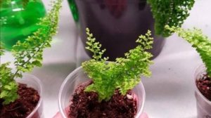 №54. Пикиравка всходов Адиантума из спор  декабря 2024г.