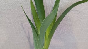 Мой опыт выгонки ирисов в зимнее время на  весну. Что получилось?