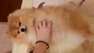 |🤩СМЕШНЫЕ ВИДЕО ПРО ШПИЦЕВ💕|ЧАСТЬ2|ПОМЕРАНСКИЙ ШПИЦ|