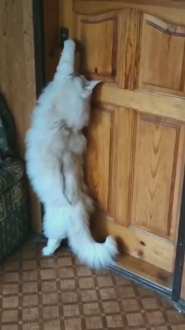 К нам Цезарь с визитом)
