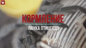 Как и чем кормить паука птицееда. Lasiodora parahybana