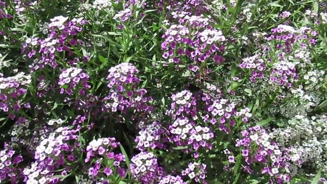 Алиссум выращивание в бордюре клумбы  для пышной цветочной окантовки  #алиссум смотреть онлайн