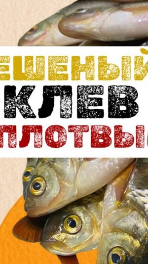Душевная рыбалка.ОЧЕНЬ УДИВИЛИ ПОКЛЕВКИ. ЧТО НА ДОНКЕ? Рыбка радует. КРАСНОПЁРКА РВЕТ.