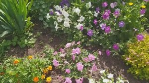 Мой цветник 17 июля 2022 года. Обзор.