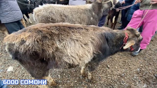 ГОВИ ШИРДОР ШИРТЕ МОЛБОЗОРИ ЧУЗИ ЖУМА БОЗОР НАРХИ БУКАЧА ГНАЧИН МОЛОИ ГУСАЛАДОР 2022 25 фев