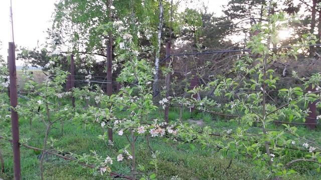 НЕ МЕДОМ ЕДИНЫМ.мой любительский сад смотреть онлайн
