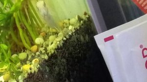 моллинезии мольки.mp4