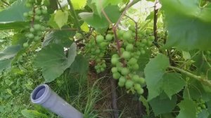 Чем помочь винограду в июле, чтобы ягоды были крупными