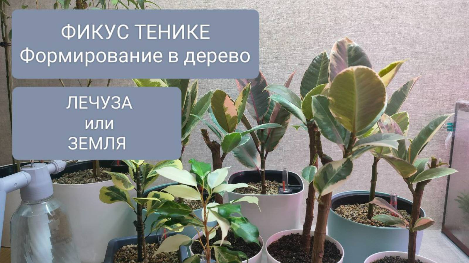🟡🟢ФИКУС ТЕНИКЕ ПРЕВРАЩАЮ В ДЕРЕВО. PRO ГРУНТ - ЗЕМЛЯ или ЛУЧЕЗА