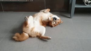 Смешная Сиба-ину играет с игрушкой. Собака улыбака.🦊😁