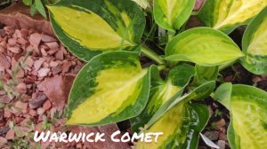 Хоста Warwick comet