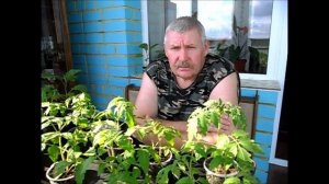 Покупаю лук севок 2