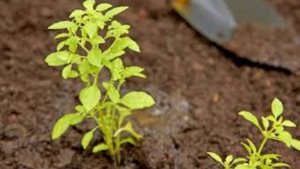 29 апреля - Арина — «урви берега». Народные приметы и традиции