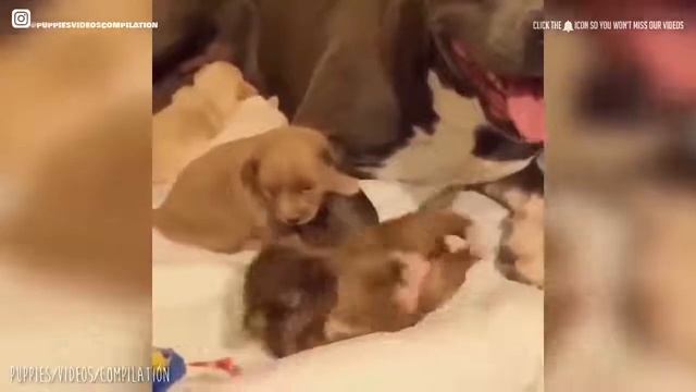 Смешные видео с собаками/Funny videos with DOGS