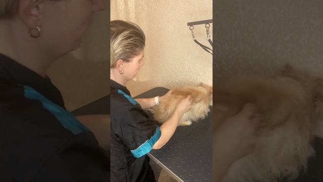 Породный груминг для шпица по кличке Смайли смотреть онлайн