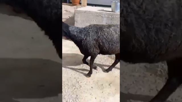 Едилбай Козылы койлар ☎️ 93 076 59 58 смотреть онлайн