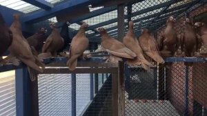 Голуби Германии. Фрунзенский турман И. Гольмана.