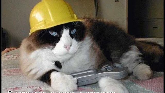 Кот учёный смотреть онлайн