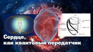 Сердце, как квантовый передатчик