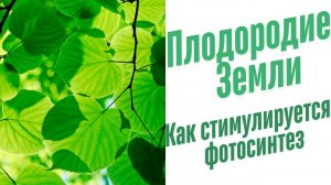 Как происходит фотосинтез?