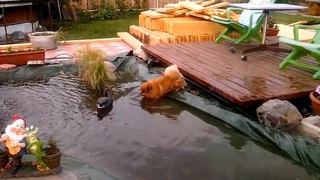 Туська и утка смотреть онлайн