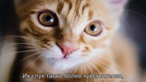 Почему кошки ночью бегают как сумасшедшие?