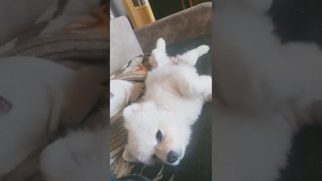 я наверное спать 