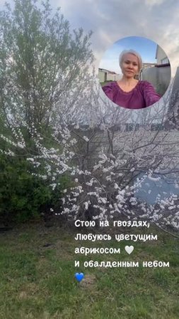 Стою на гвоздях , любуюсь цветущим абрикосом🤍 и обалденным небом💙