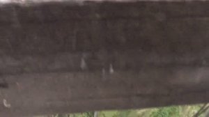 Пшеница голубям – дар старосты Барабаш Игоря.  05. 09. 2016. Пос.Потеряевка.