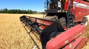 Уборка урожая 2024 набирает обороты! Перешли на горох!