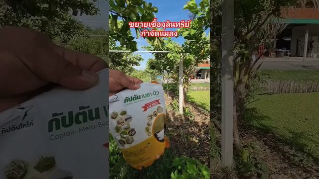 วิธีขยายเชื้อจุลินทรีย์กำจัดแมลง  #ฝรั่งไส้แดง #วิธีปลูกฝรั่ง #พี่ต้อมเกษตรปลอดสารพิษ смотреть онлайн