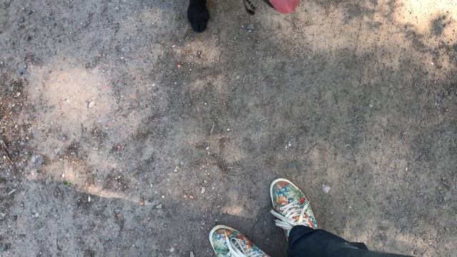 Бейл на прогулке  Тренируем выдержку смотреть онлайн