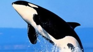 Рождение Очень Маленького Детёныша Косатки Кита - Убийцы!