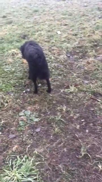 бездомные собаки на Новый год вкуснятина смотреть онлайн